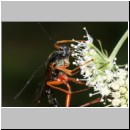 Dolichomitus messor - Schlupfwespe w02b 30mm - OS-Hellern Wiese det06.jpg